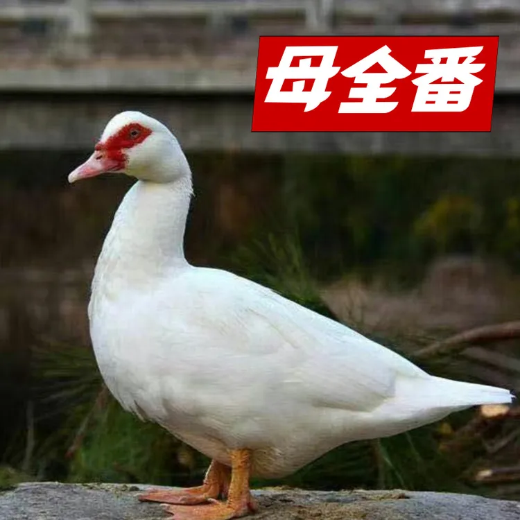 【闽北母全番鸭】福建南平生态散养老番鸭红头母全番鸭现捉现杀顺丰