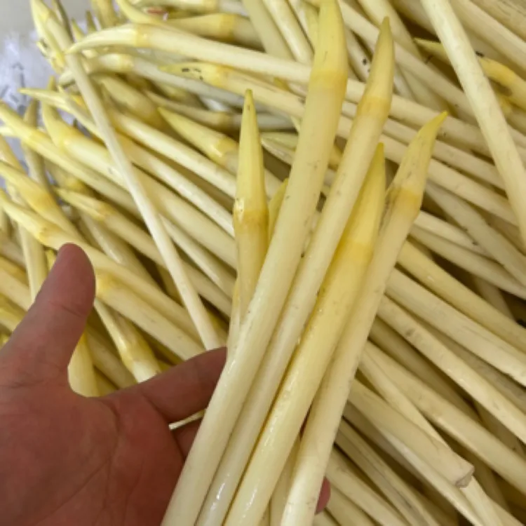 新鲜洪湖湖区藕带 藕肠子 藕沾 新鲜藕尖 顺丰包邮
