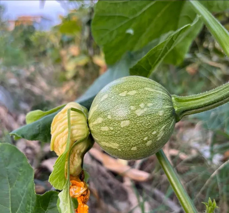 贵州小小瓜（梦瓜）新鲜嫩南瓜当季现摘农家蔬菜
