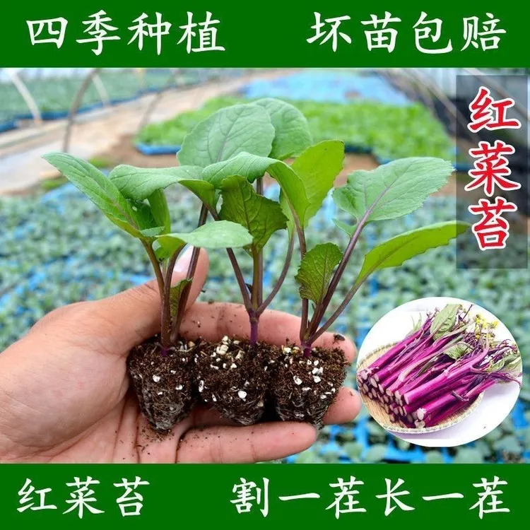 红菜苔苗现挖现发早熟高产耐寒耐热阳台盆栽庭院栽种四季蔬菜
