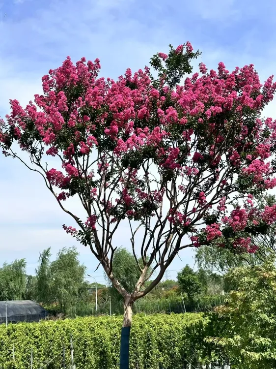 正宗川红老紫薇 庭院种植  门户种植紫薇 【一物一拍】