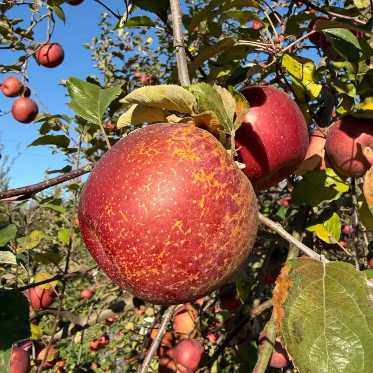 【正宗昭通丑苹果】云南昭通冰糖心现摘现发水果脆甜多汁2斤5斤