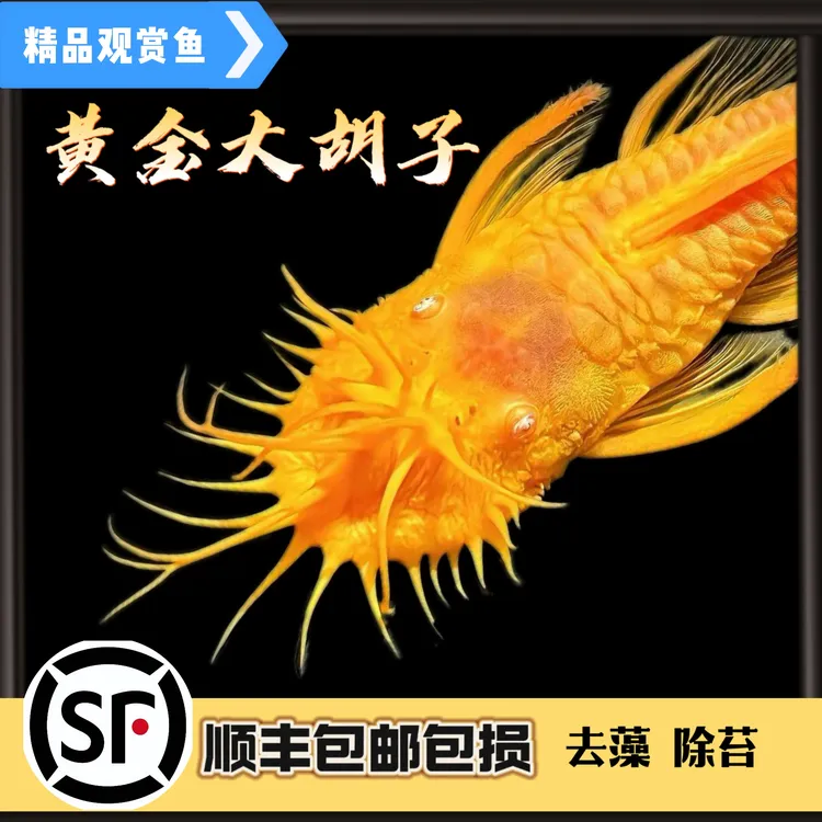 黄金胡子鱼清缸除藻工具鱼热带鱼顺丰包邮包损