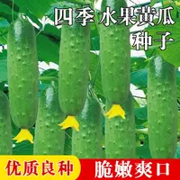 【满五包包邮】水果黄瓜种子高产旱四季苗秧盆栽春秋菜种籽