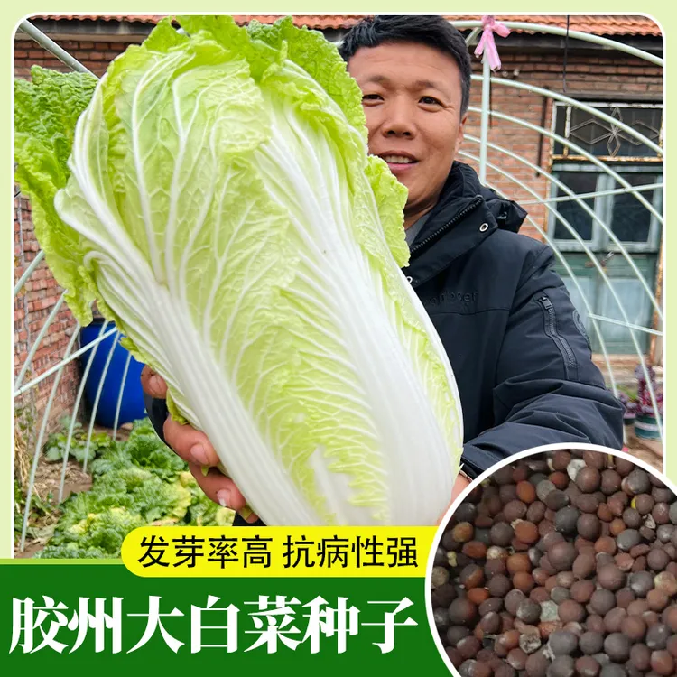 正宗胶州大白菜胶白八号种子白菜种冬储中晚熟高产种子四季