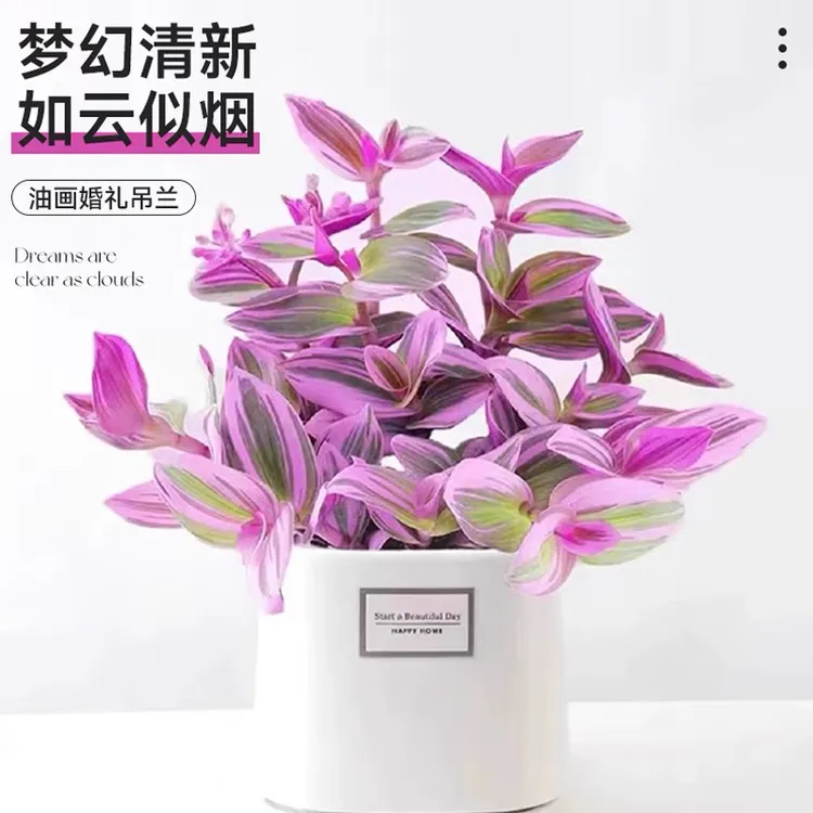 油画婚礼吊兰盆栽精品大苗水培办公室内绿植物桌面四季好养紫路兰