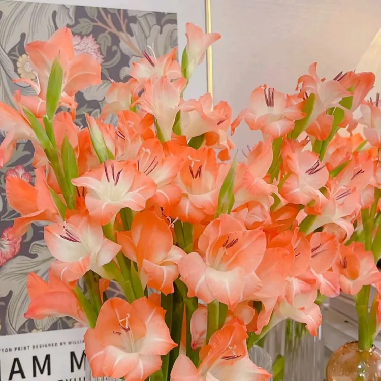 剑兰鲜切花唐菖蒲节节高精选年宵花泡水开花水养鲜花基地直发包邮商品图