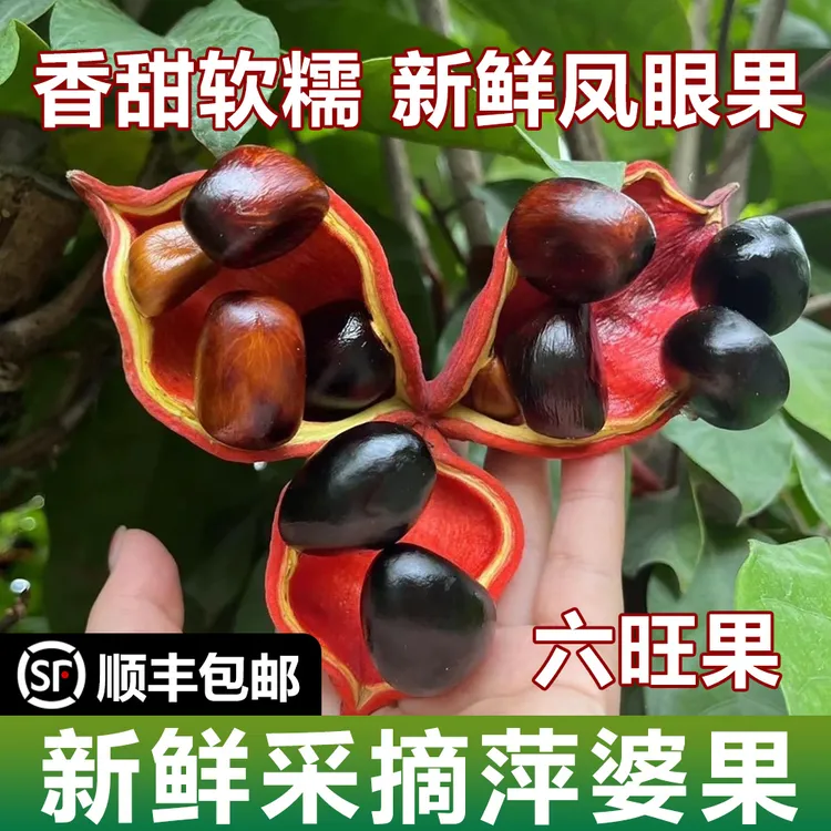 广西凤眼果2025年苹婆新鲜九层皮萍婆六旺果富贵子软糯煲汤靓