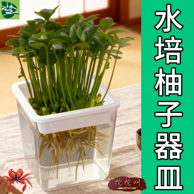 diy水培柚子种植容器分成结构观察便捷创意花盆荔枝龙眼水培花盆