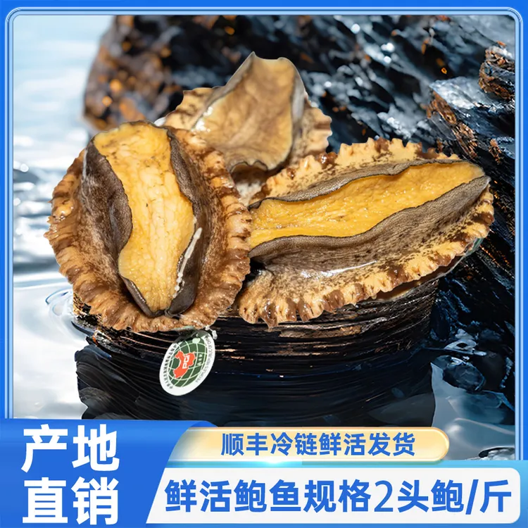 鲜活黄金大鲍鱼南日鲍深海土鲍【规格特大鲍两只】鲍鱼顺丰冷链发出