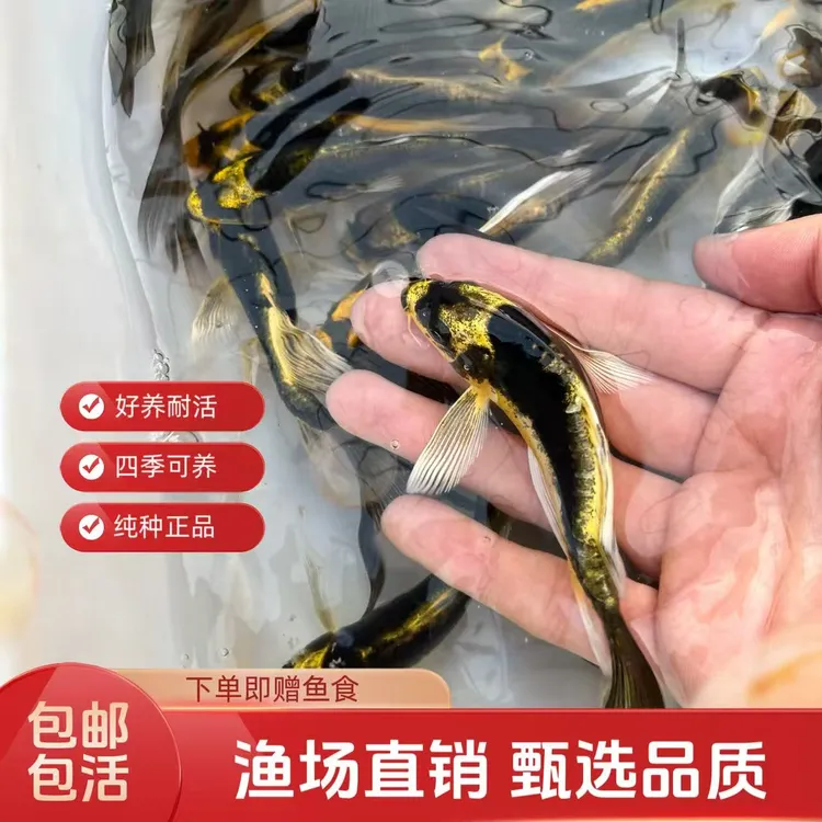 德系酋长普身长尾淡水锦鲤冷水蝴蝶观赏鱼招财好养玛雅耐活冷水鱼