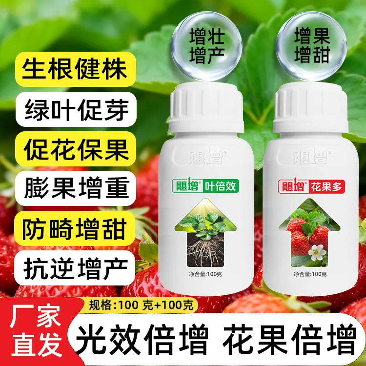 草莓光合效率提升叶厚绿根壮促花保果膨果防裂增甜增重增产叶面肥