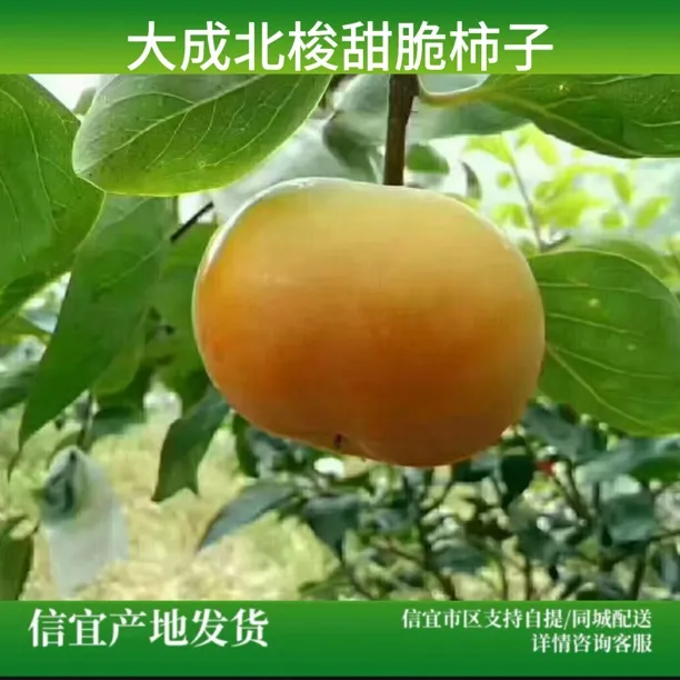 脆柿子正宗巧克力柿子新鲜应季水果鲜采生吃脆甜硬柿黄柿北梭甜柿