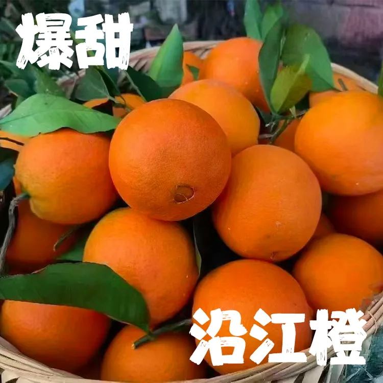 原产地直发福本脐橙新鲜采摘重庆沿江脐橙个大香甜应季水果