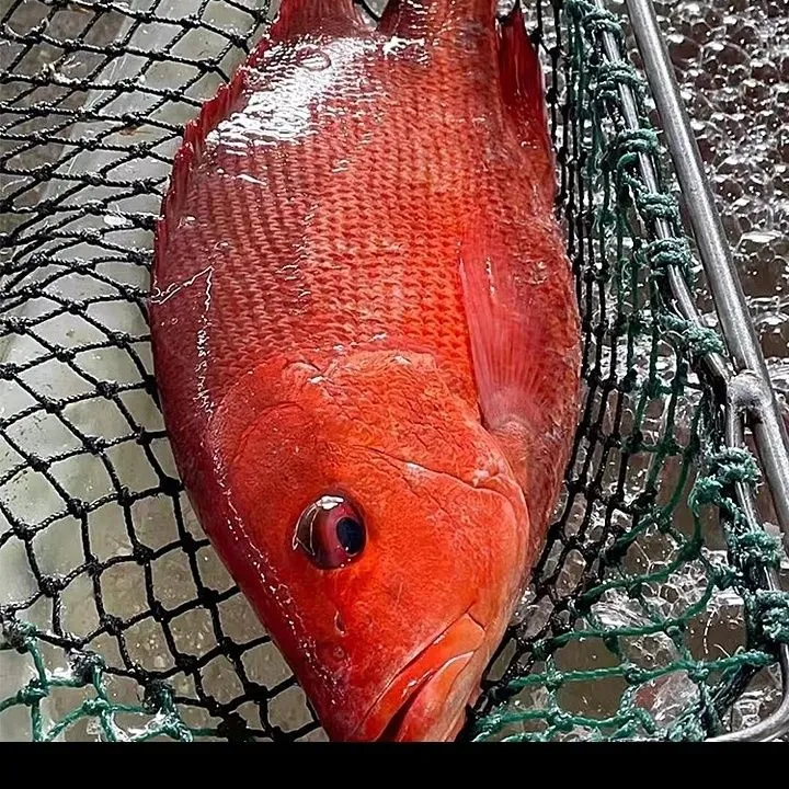 野生红鱼深海海钓新鲜直供