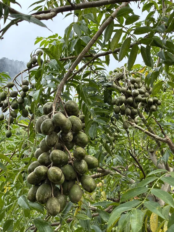 云南边境农场自产太平洋橄榄，可鲜食可腌制，橄榄果 送特色辣椒面