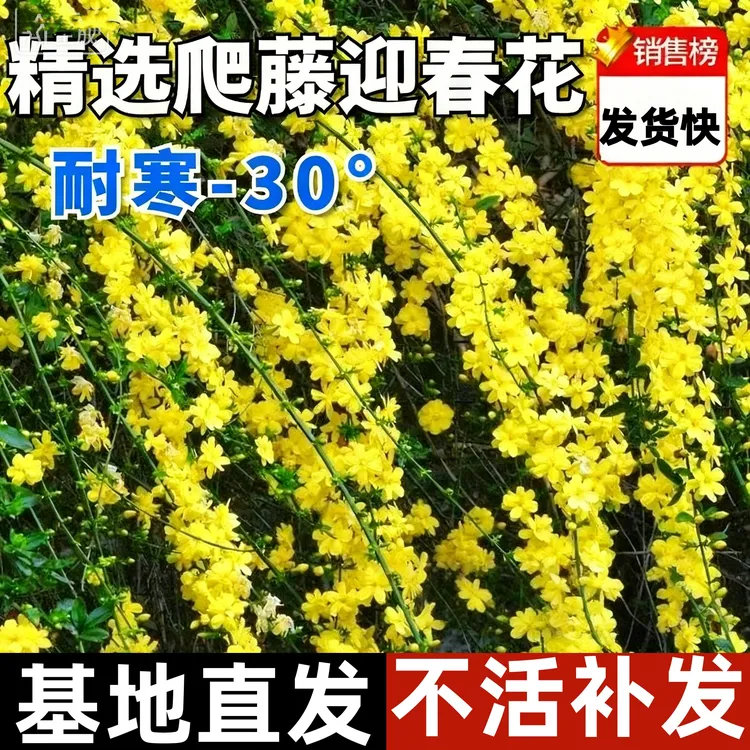 迎春花树苗带花苞报春花盆景连翘大盆栽阳台庭院爬藤耐寒花卉植物