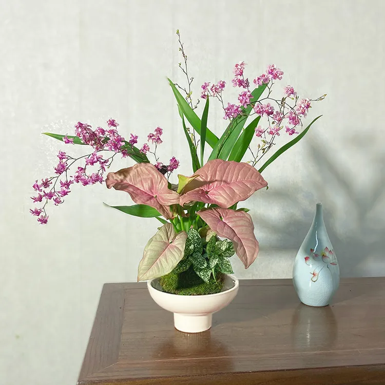 【粉黛佳人】室内花卉梦香兰组合盆栽带花剑散发浓郁奶油香