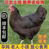 湖北恩施高山农家散养走地鸡土鸡新鲜活鸡现杀土母鸡月子孕妇可用