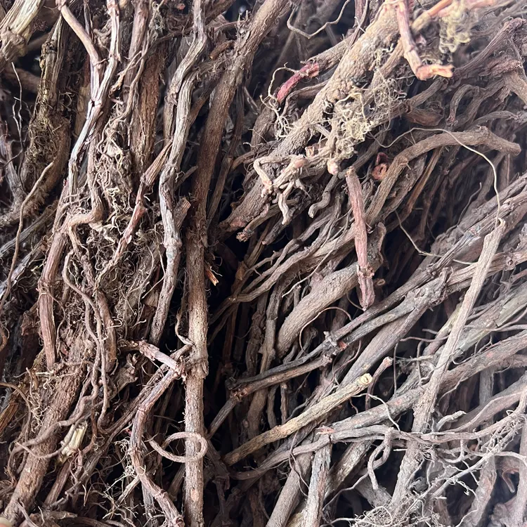 福建连城野生红根子可煲汤煮水