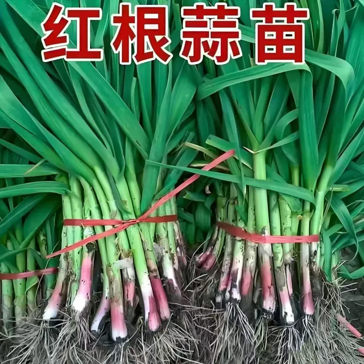 【新种子】红根蒜苗种子红皮大蒜种籽四季宽叶蒜苗种耐寒紫皮自种
