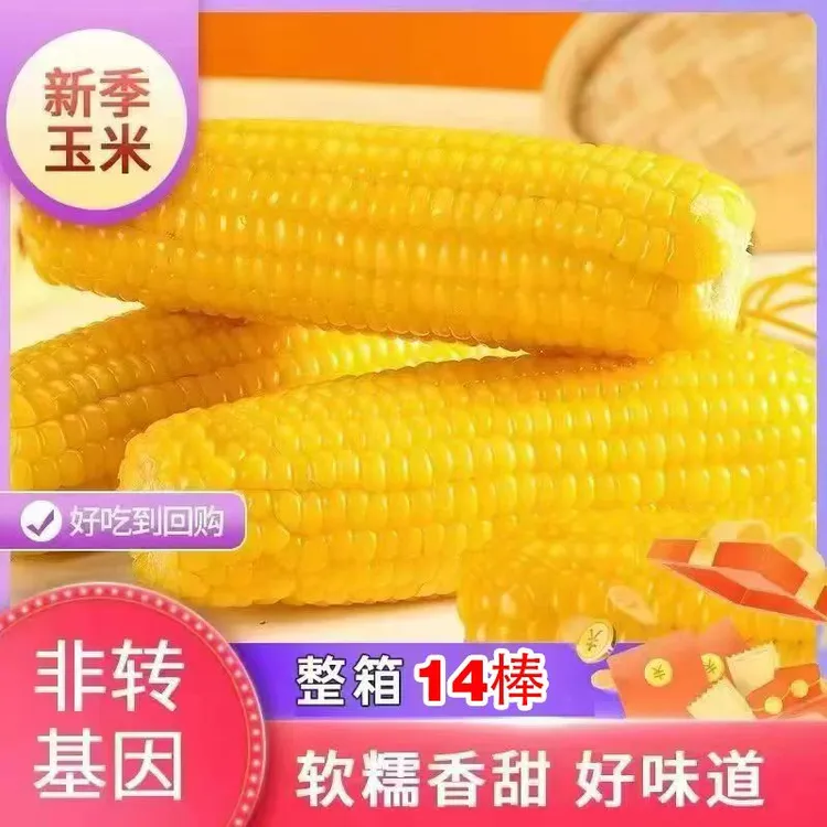 【14根试吃4根】东北精品黄糯玉米软黏香甜7-8斤一大箱