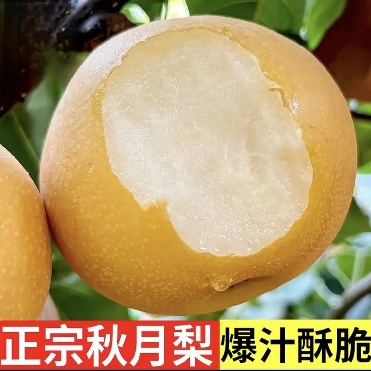5斤正宗秋月梨脆甜多汁新鲜水果现摘现发