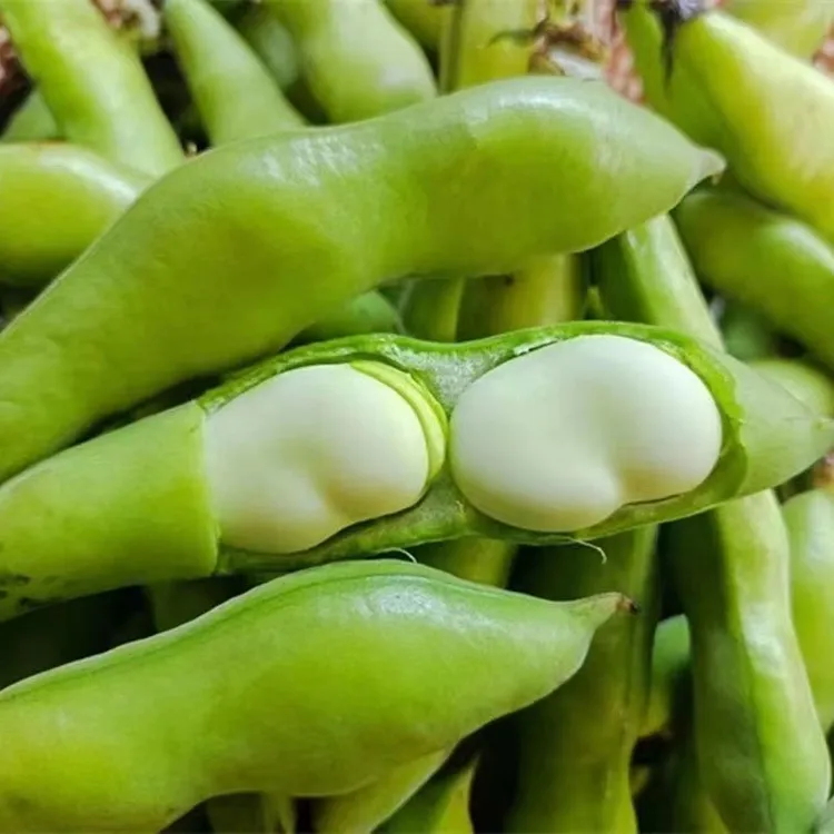 贵州高原农户露天自种新鲜绿色蚕豆当天现摘现发3-5斤