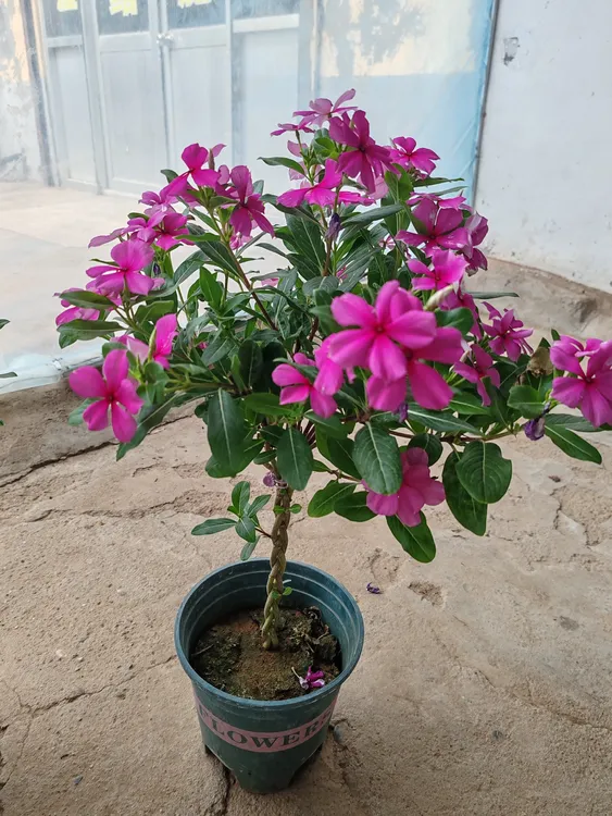 高杆麻花辫长春花盆栽带花苞四季观花耐热好养适合阳台庭院