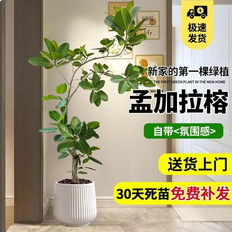 精品高山榕吸甲醛净化空气好能手