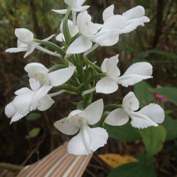野双肾草中药材可盆栽玉凤花肾经草双肾子深山野双肾参