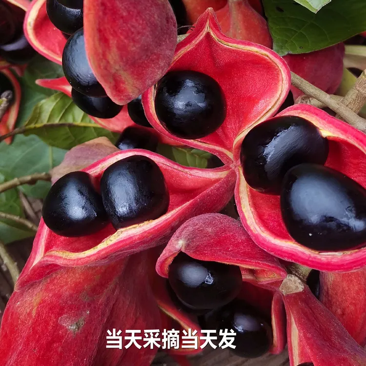2025广西龙州现采新鲜纯果粒凤眼果平婆九层皮苹婆富贵子六旺子果