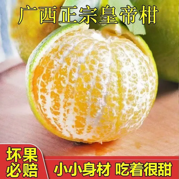 广西皇帝柑当季新鲜皇帝柑贡柑现摘清甜多汁橘子