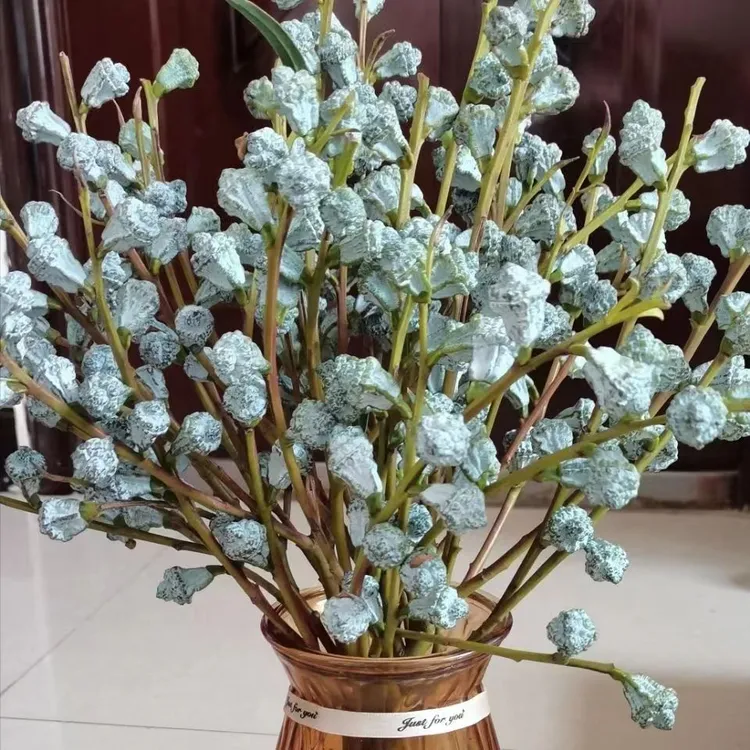 【大把尤加利果】 可做干花 清香独特 气质复古风 家庭插花