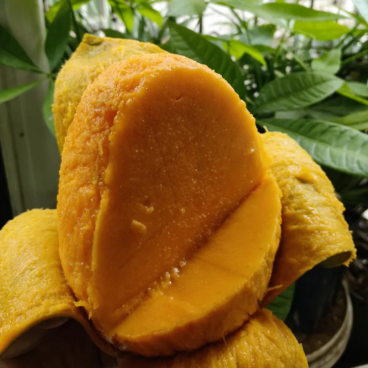 攀枝花晚熟凯特大芒果当季新鲜果大香甜浓郁果地现摘直发