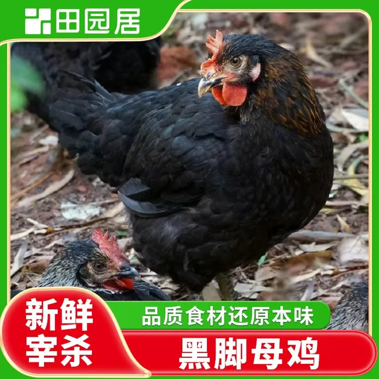 【田园居】黑脚母鸡 两只装 2-2.5斤 2.5-3斤顺丰包邮 包冰率不含冰