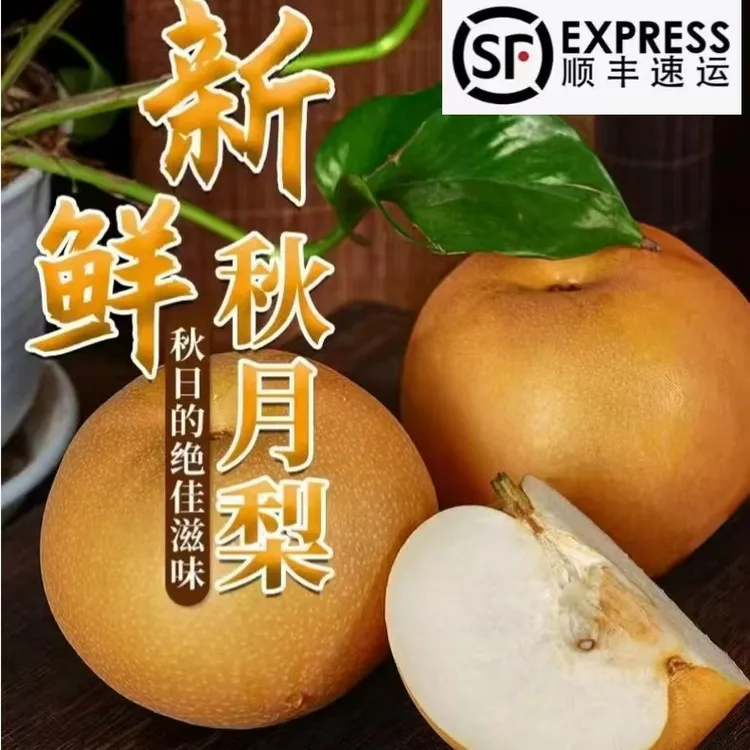 山东秋月梨新鲜脆甜多汁产地直发当季水果