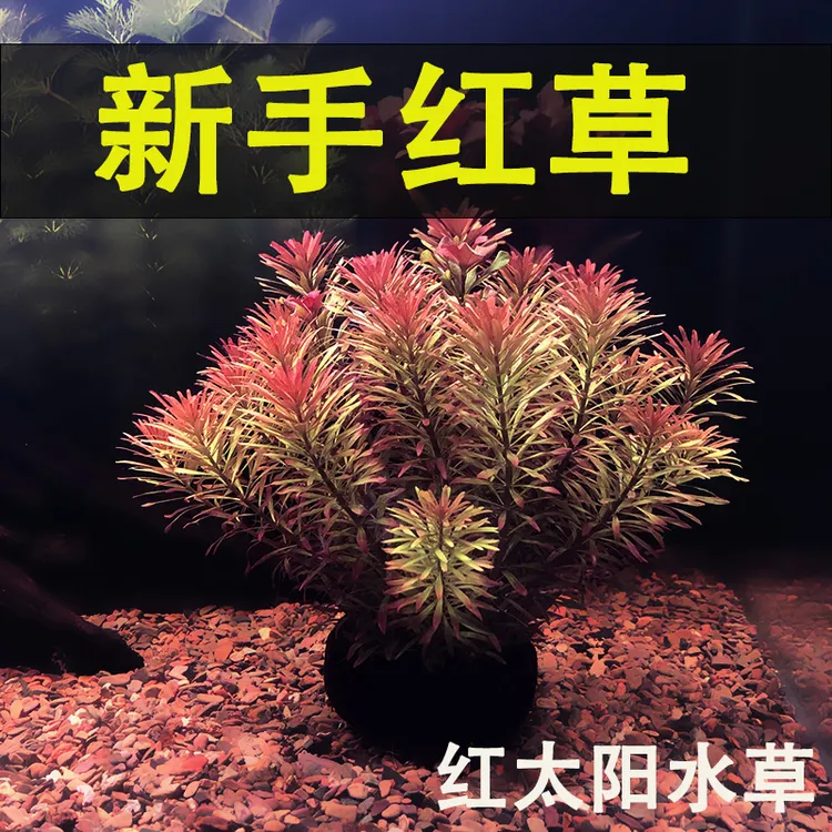 红头带根鱼缸水草造景红太阳水草增氧净水水草净化鱼缸水质造景
