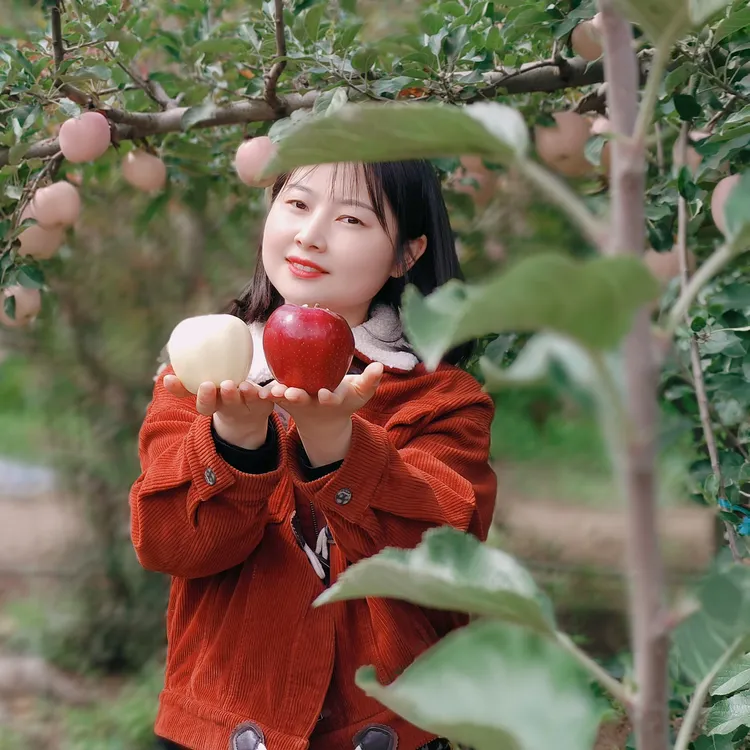 甘肃天水花牛秦安花牛苹果天水花牛甘肃苹果甘肃天水花牛苹果