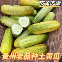 （3斤）云南广西贵州农家自种土黄瓜新鲜水果黄瓜八月黄瓜可生吃