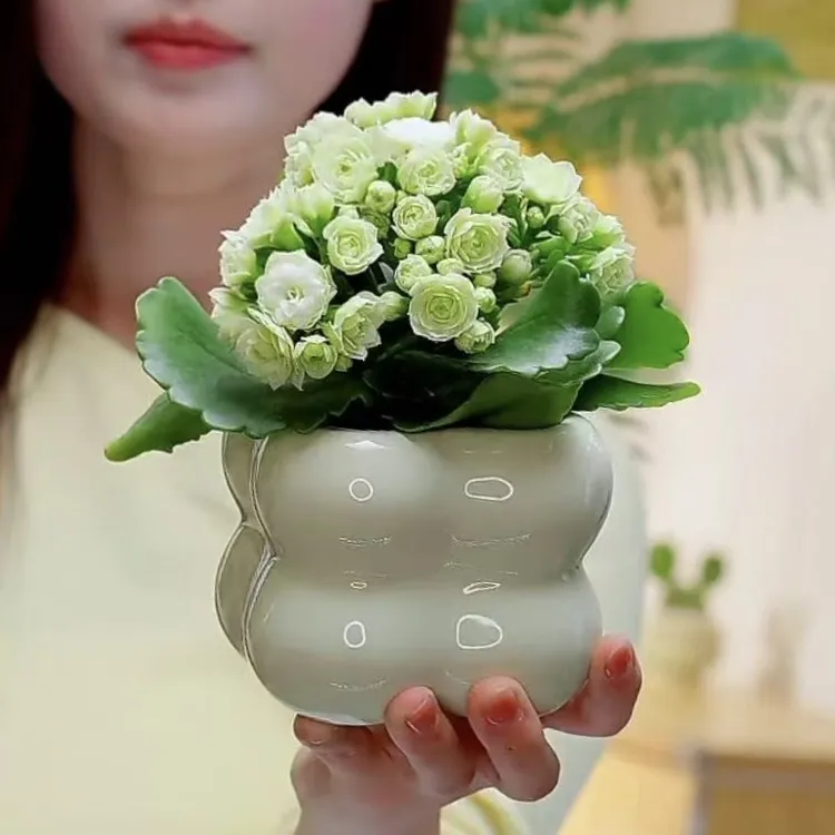 绿巴黎长寿花盆栽盆景室内客厅办公室桌面观花趣味花卉绿植好养