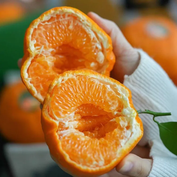 顺丰包邮四川正宗春见耙耙柑礼盒装爆汁爆甜新鲜采摘果园直发