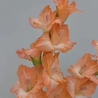 剑兰种球5颗《弗拉海滩周长6–8cm》