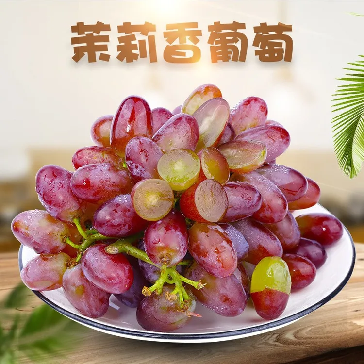 现摘云南茉莉香葡新鲜时令水果郁金香紫红提子当季红葡萄