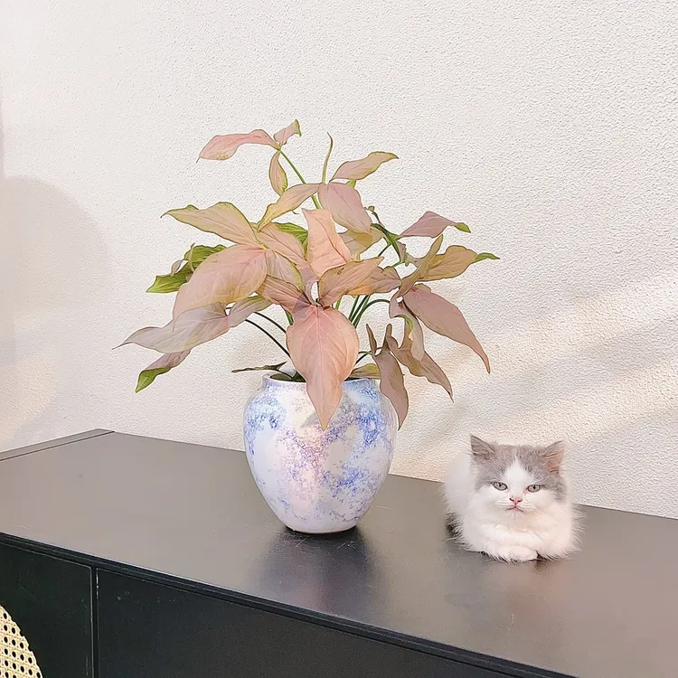 粉箭合果芋盆栽粉色恋人垂吊爬藤水培植物办公室桌面花卉好养活