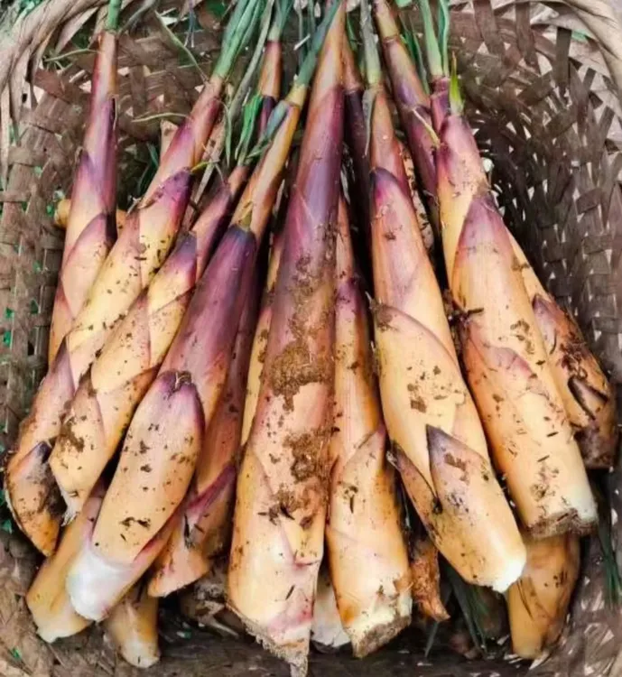 四川筠连高山苦竹笋嫩笋田竹笋清香微苦天然食用竹笋