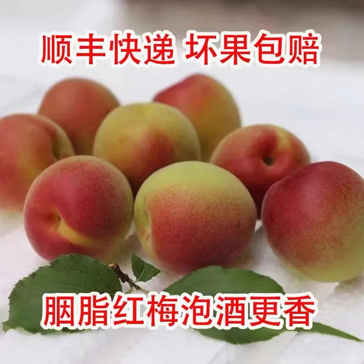【顺丰包邮】诏安胭脂红梅青梅鲜果新鲜现摘酸脆泡酒梅子水果1/5斤