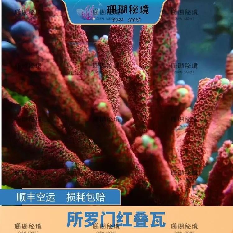 所罗门红叠瓦SPS硬骨珊瑚断枝珊瑚活物海水缸珊瑚人工繁殖易养