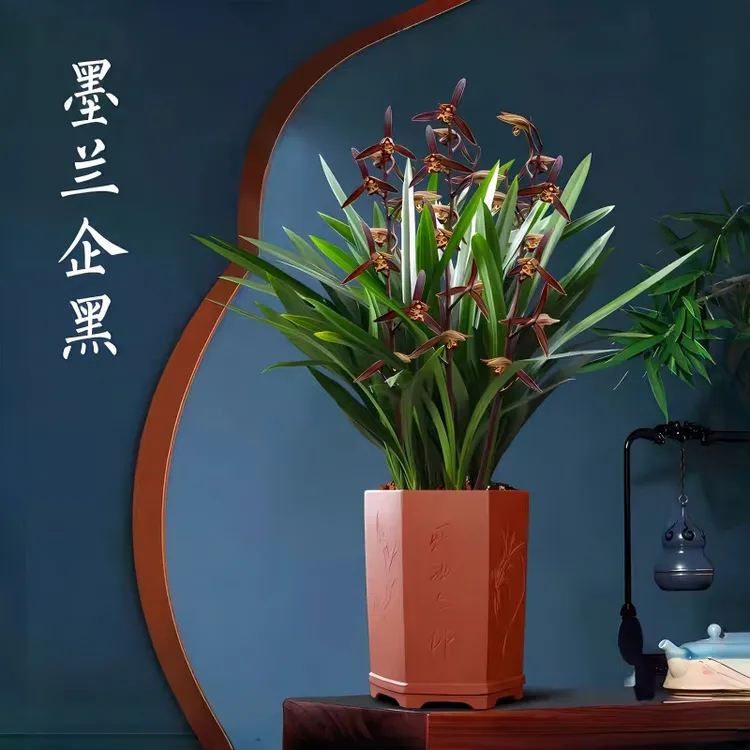 墨兰企黑兰花特级正宗高档耐寒盆栽室内墨蓝四季客厅办公室绿植
