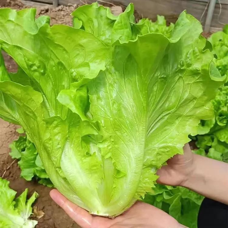 意大利生菜种子脆爽生吃生菜种籽大田庭院阳台蔬菜籽
